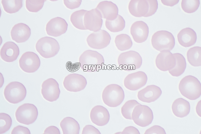 Hématies x400 - gryphea.com